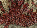 A huge number of red beetles