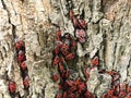 A huge number of red beetles that gathered under the base of the tree