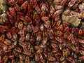 A huge number of red beetles that gathered under the base of the tree