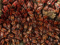 A huge number of red beetles that gathered under the base of the tree