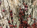 A huge number of red beetles that gathered under the base of the tree