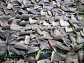 Huge number of shark fins Royalty Free Stock Photo