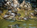 A huge number of turtles in the pond and on the rocks in Athens, Greece