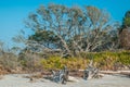 Huge oak tree on the beach Royalty Free Stock Photo