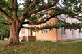 Huge oak tree near the old mansion Royalty Free Stock Photo