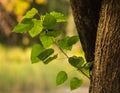 A huge oak tree whose branches diverged many large green leaves. Royalty Free Stock Photo