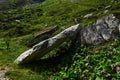 huge oblique lying rock on a green meadow while hiking