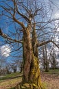 Huge old chestnut without leaves in early spring in the Balkans Royalty Free Stock Photo