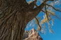 Huge old Cottonwood tree, Zion National Park Royalty Free Stock Photo