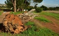 A huge old dead eucalyptus tree stump