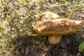 Huge old edible boletus mushroom pick in forest Royalty Free Stock Photo