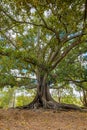 Huge and old gum tree in Western Australia Royalty Free Stock Photo