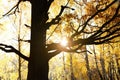 A huge old oak in a birch grove. Autumn forest. Yellow leaves fall Royalty Free Stock Photo