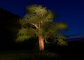 A huge old oak in the night