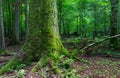 Huge old oak tree moss wrapped