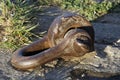 Huge, old, rusted shackle in the woods