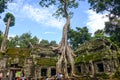 Huge old tree growing on the ruin in Angkor Wat area