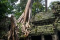 Huge old tree on the ruin in Angkor Wat