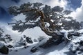 A huge, old tree in the snow on the mountainside, completely covered with a snow crust