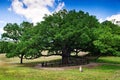 Huge old tree and tiny girl