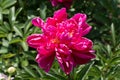 huge open bud of pink peony in the garden