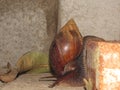 A huge opportunistic snail loosing.