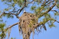 Osprey Nest At Salt Springs Run