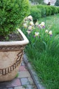 Huge outdoor flowerpot with a green plant, irises, spring, green grass, paving, flowers, plants, park