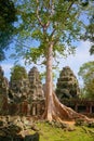 Huge overgrown tree over the ruins of Banteay Kdei temple, located in Angkor Wat complex near Siem Reap, Cambodia.