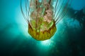 Colorful Pacific Sea Nettle Swimming in California