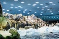 Huge pack of penguins in artifical environment at zoo. Royalty Free Stock Photo