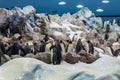 Huge pack of penguins in artifical environment at zoo. Royalty Free Stock Photo