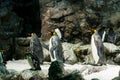 Huge pack of penguins in artifical environment at zoo. Royalty Free Stock Photo