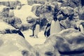 Huge pack of penguins in artifical environment at zoo. Royalty Free Stock Photo