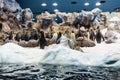 Huge pack of penguins in artifical environment at zoo. Royalty Free Stock Photo