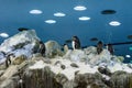 Huge pack of penguins in artifical environment at zoo. Royalty Free Stock Photo