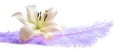 White lily on large lilac Feather