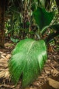 Huge palm leaf in Vallee de Mai jungle