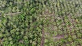 Huge palm plantation in tropical country. Small green palms growing on large plantation on sunny day in Thailand. Paradise island Royalty Free Stock Photo