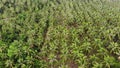 Huge palm plantation in tropical country. Small green palms growing on large plantation on sunny day in Thailand. Paradise island Royalty Free Stock Photo