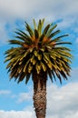 Huge palm tree in front of blue sky with clouds