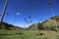 The huge palm trees of Cocora Valley in Colombia