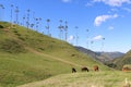 The huge palm trees of Cocora Valley in Colombia