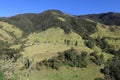 The huge palm trees of Cocora Valley in Colombia