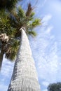 Huge palm trees under blue sky background
