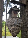 Huge Paper Wasp Nest Attached to Birdhouse