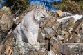 Huge paws on lynx Royalty Free Stock Photo