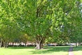 Huge petiolate oak Quercus robur L. in the square. Potsdam, Germany Royalty Free Stock Photo