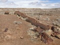 Huge petrified tree trunk sectioned in chunks and smaller pieces on hill at the southern part of Petrified Forest National Park Royalty Free Stock Photo