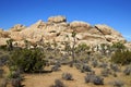 A huge pile of boulders with joshua trees on the foreground